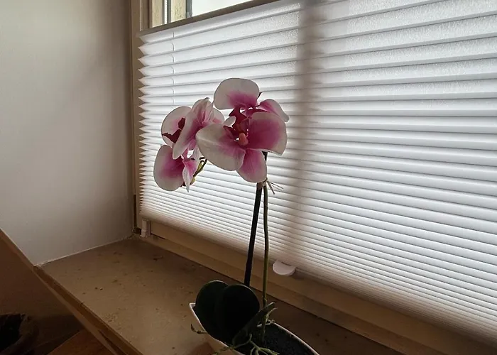 Der Oxe Am Maindreieck